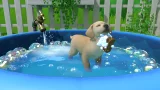 Little Friends: Puppy Island (SWITCH)